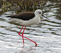 Black-winged Stilt