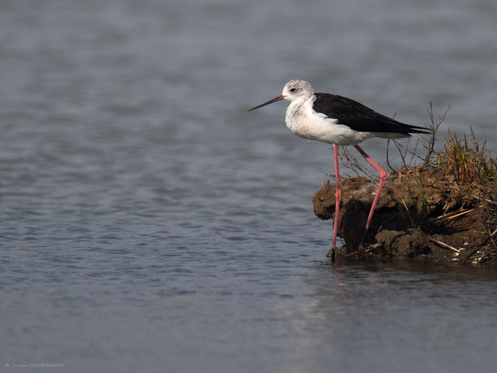 Échasse blanche, identification