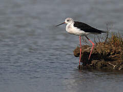 Black-winged Stilt