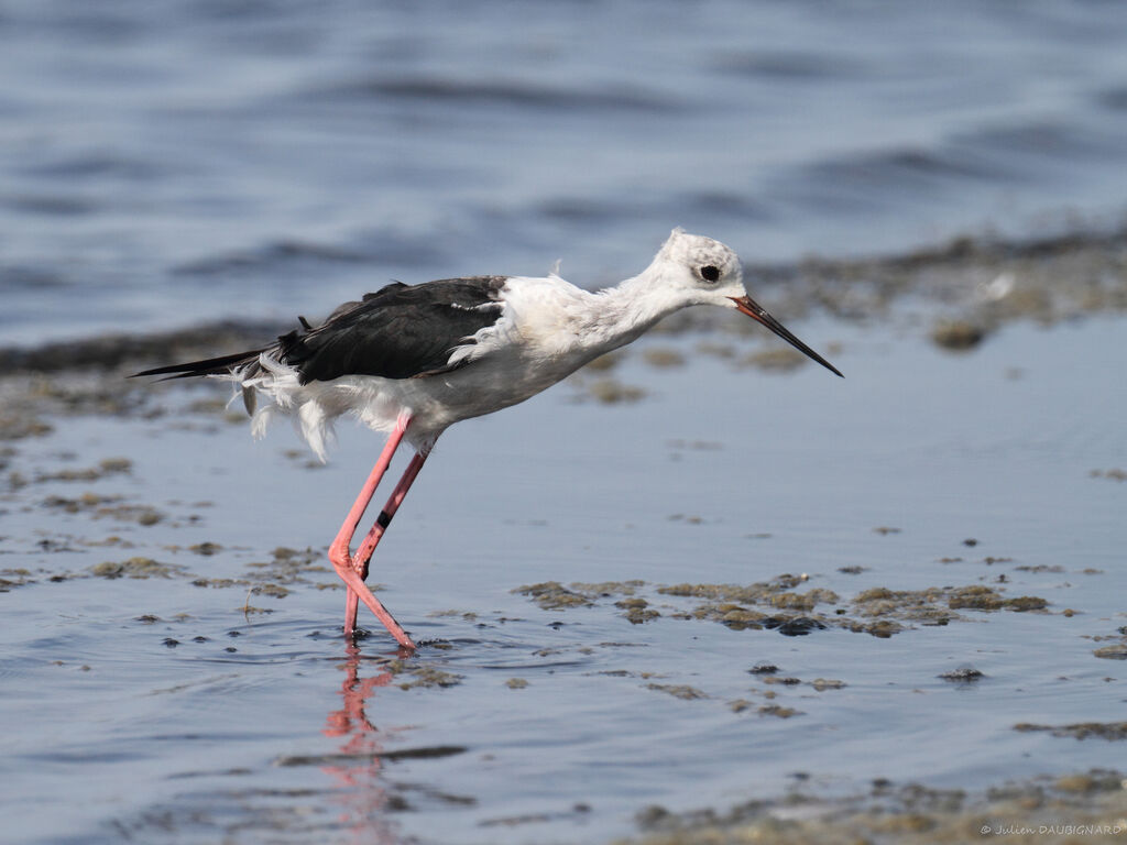 Black-winged Stilt, identification