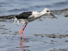 Black-winged Stilt