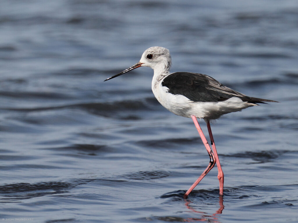 Échasse blanche, identification