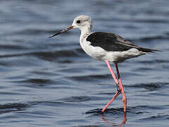 Black-winged Stilt