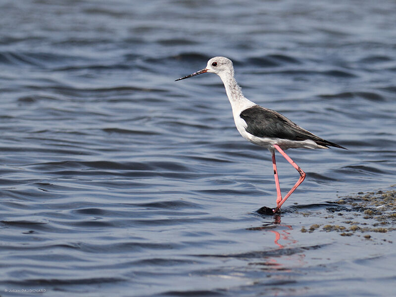 Échasse blanche, identification