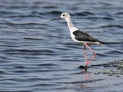 Black-winged Stilt