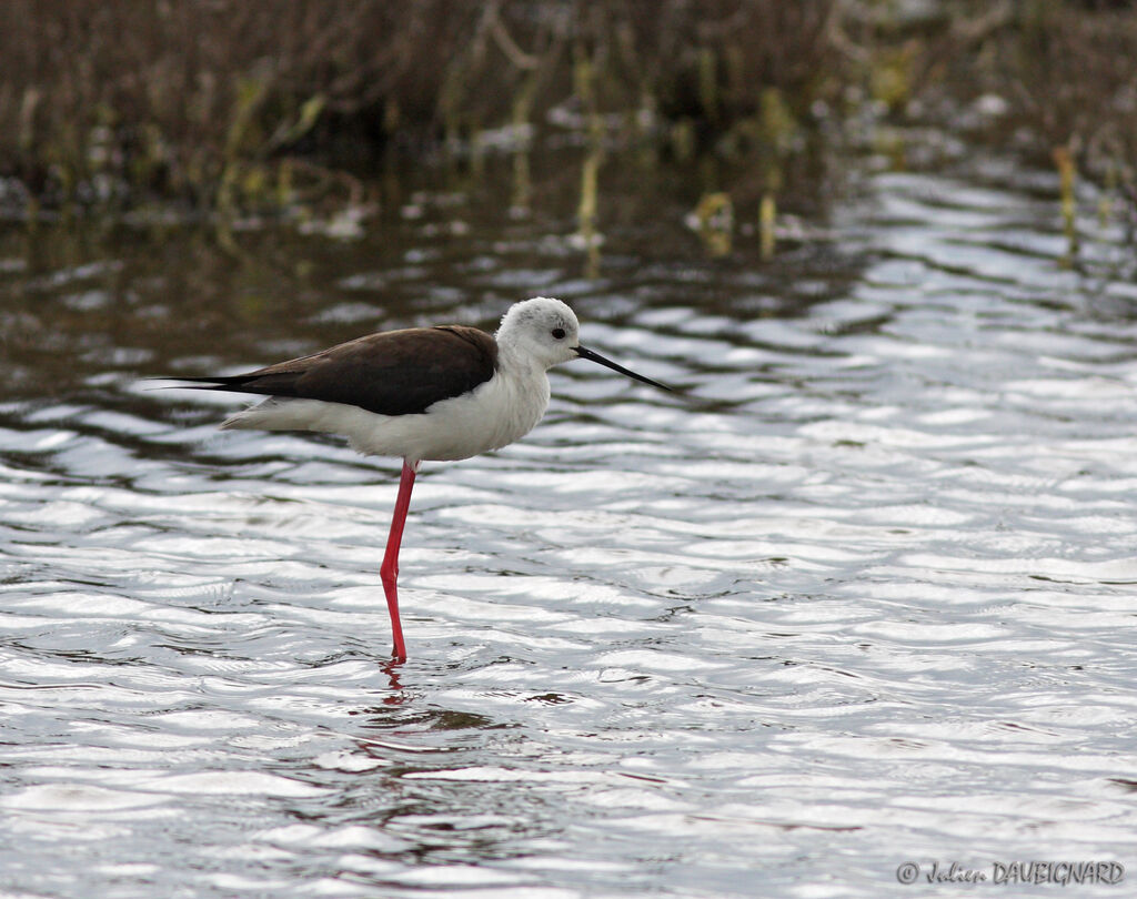 Échasse blanche, identification