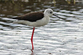 Black-winged Stilt