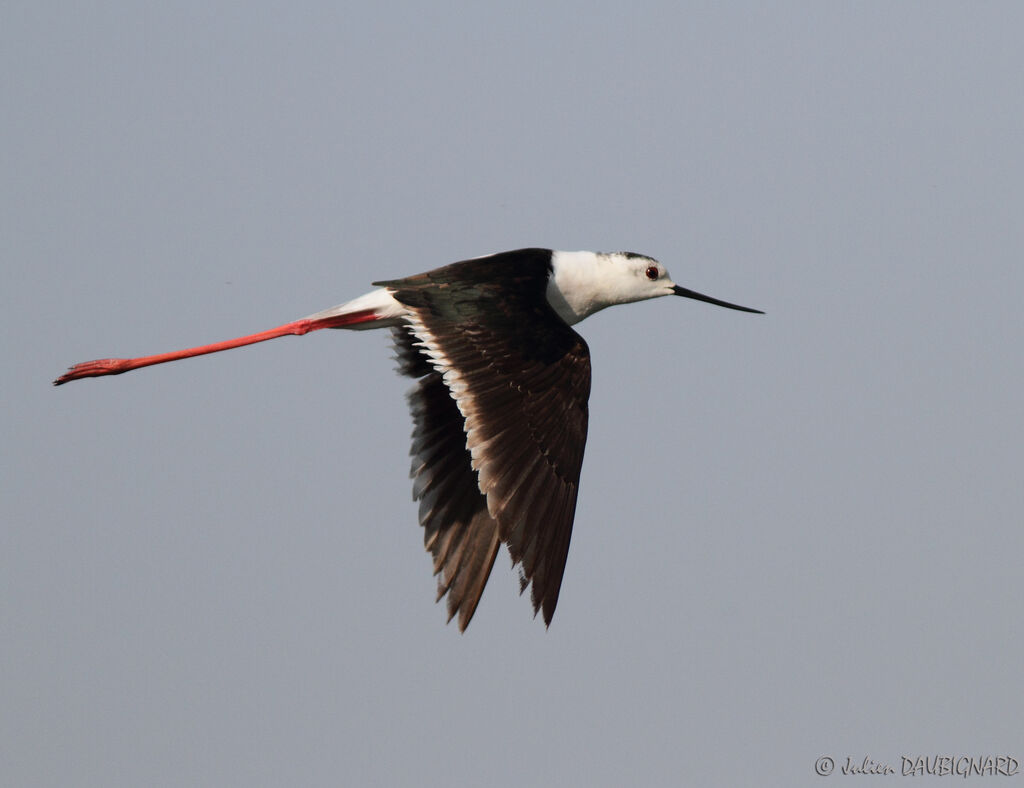 Black-winged Stilt, Flight