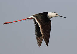 Black-winged Stilt