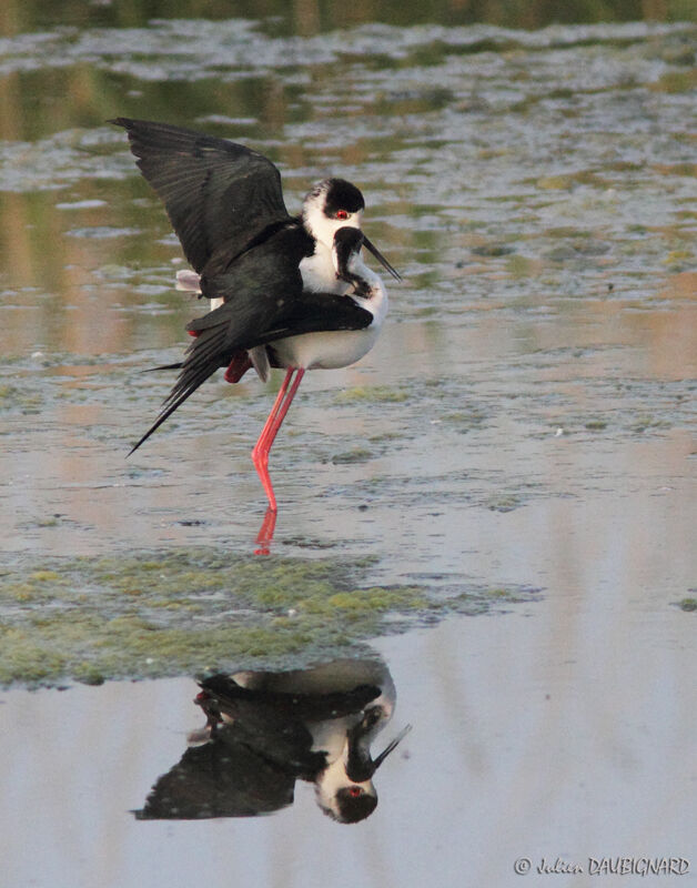 Black-winged Stilt, Behaviour