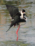 Black-winged Stilt