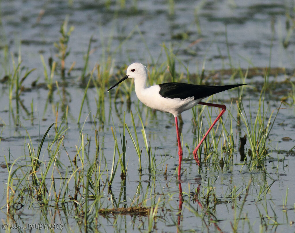 Échasse blanche, identification