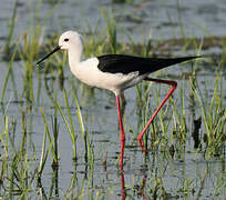 Black-winged Stilt