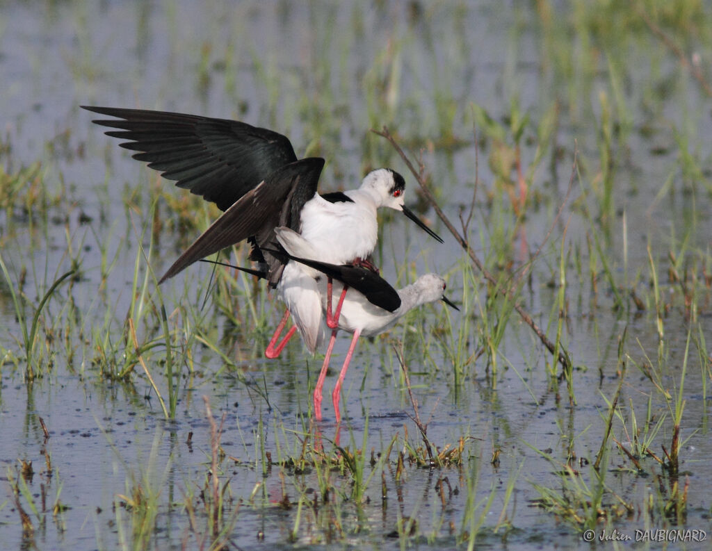 Black-winged Stilt, Behaviour