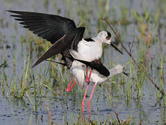 Black-winged Stilt