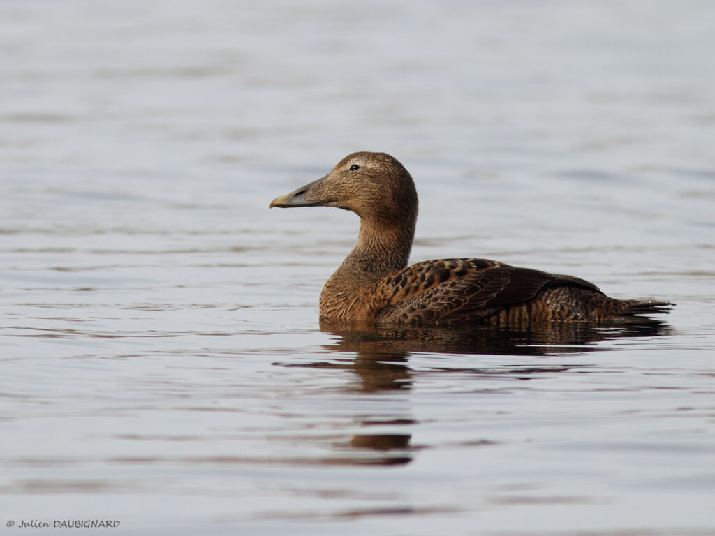 Eider à duvet femelle, identification