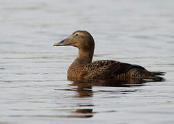 Eider à duvet