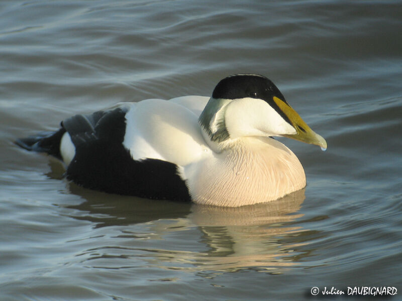 Eider à duvet mâle