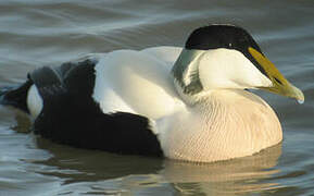 Eider à duvet