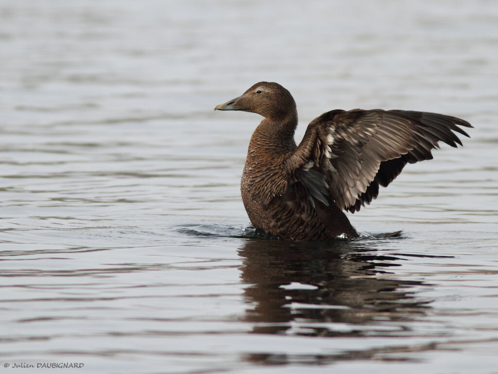 Eider à duvet femelle, identification