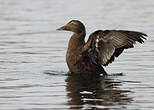 Eider à duvet