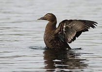 Eider à duvet