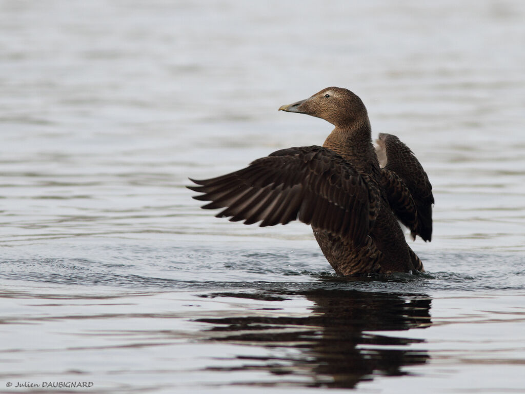 Common Eider female, identification