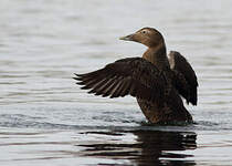 Eider à duvet