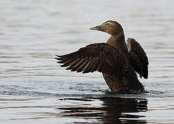 Common Eider