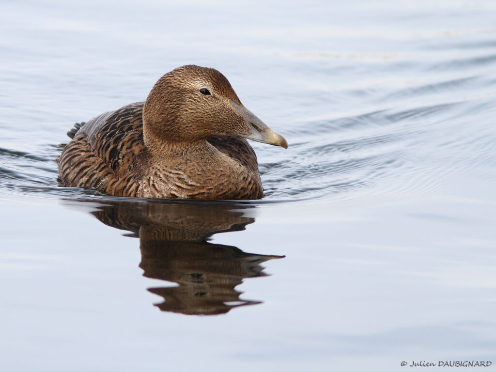 Common Eider female, identification