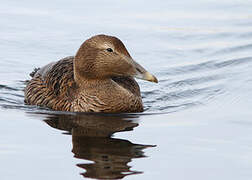 Eider à duvet