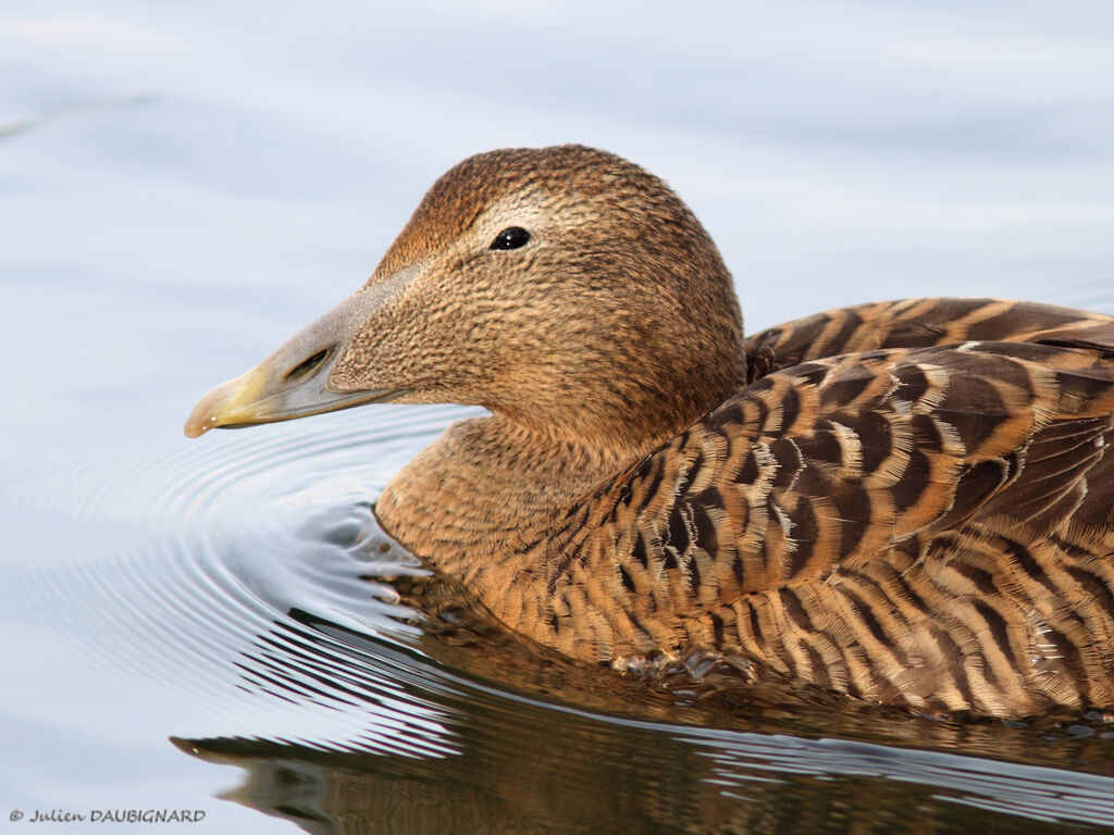 Eider à duvet femelle, identification, portrait