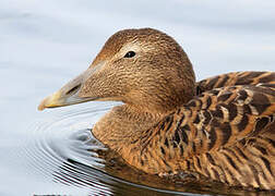 Common Eider