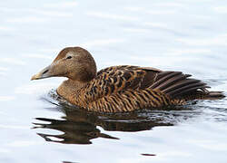 Common Eider