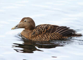 Eider à duvet