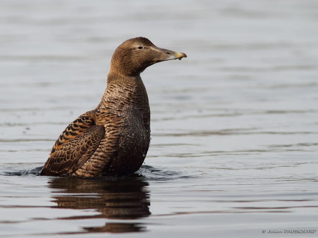 Eider à duvet femelle, identification