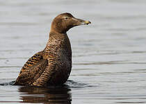 Eider à duvet