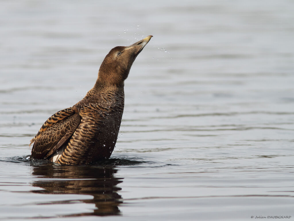 Eider à duvet femelle, identification