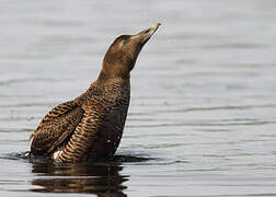 Common Eider