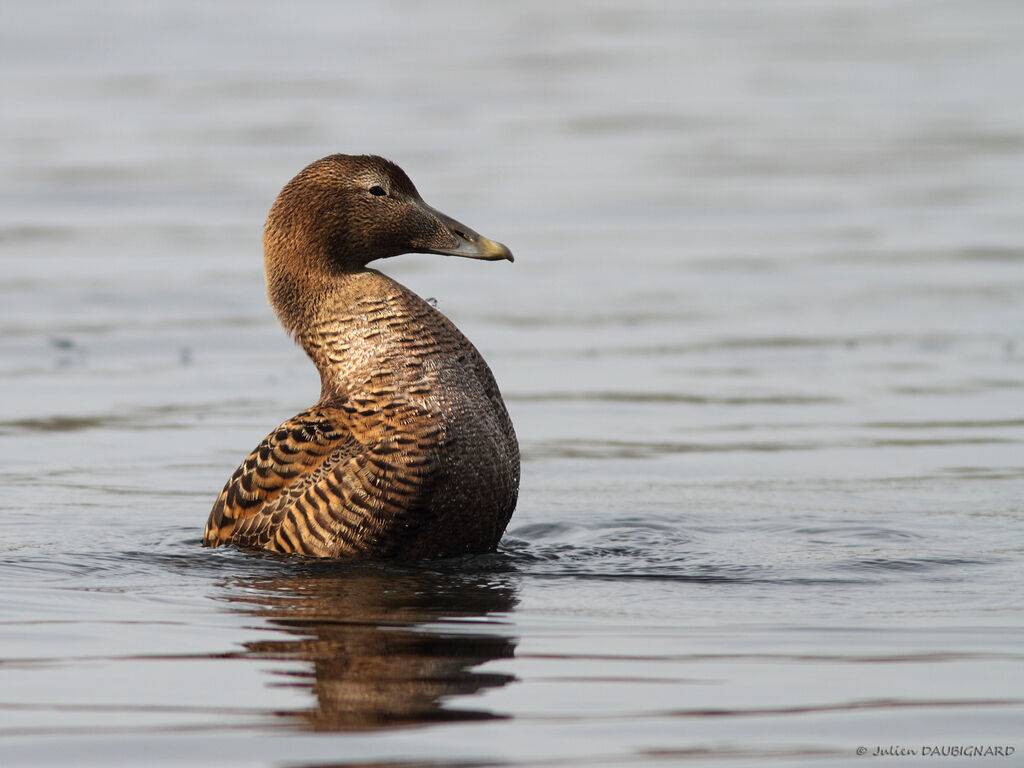 Common Eider female, identification