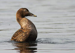 Eider à duvet