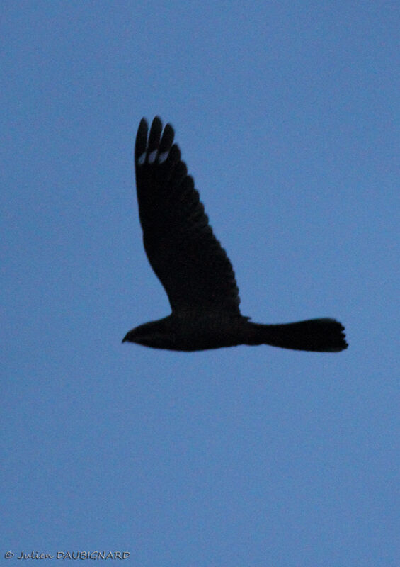 European Nightjar, Flight