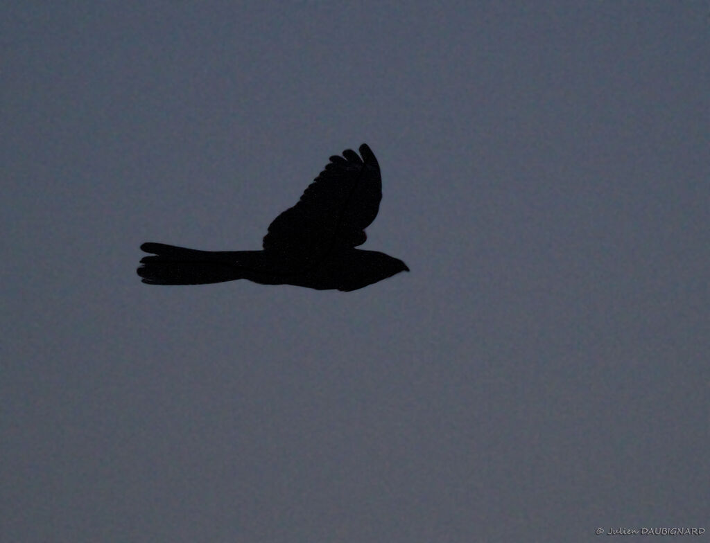 European Nightjar, Flight