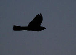 European Nightjar