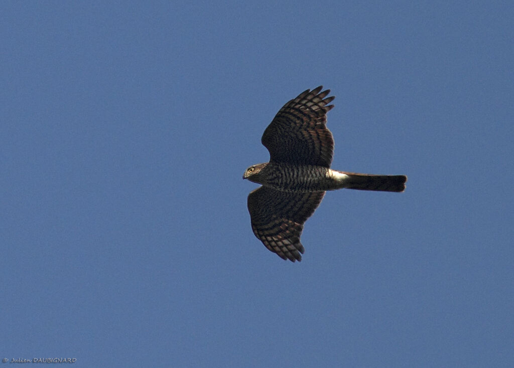 Eurasian Sparrowhawk, Flight