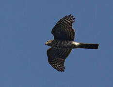 Eurasian Sparrowhawk