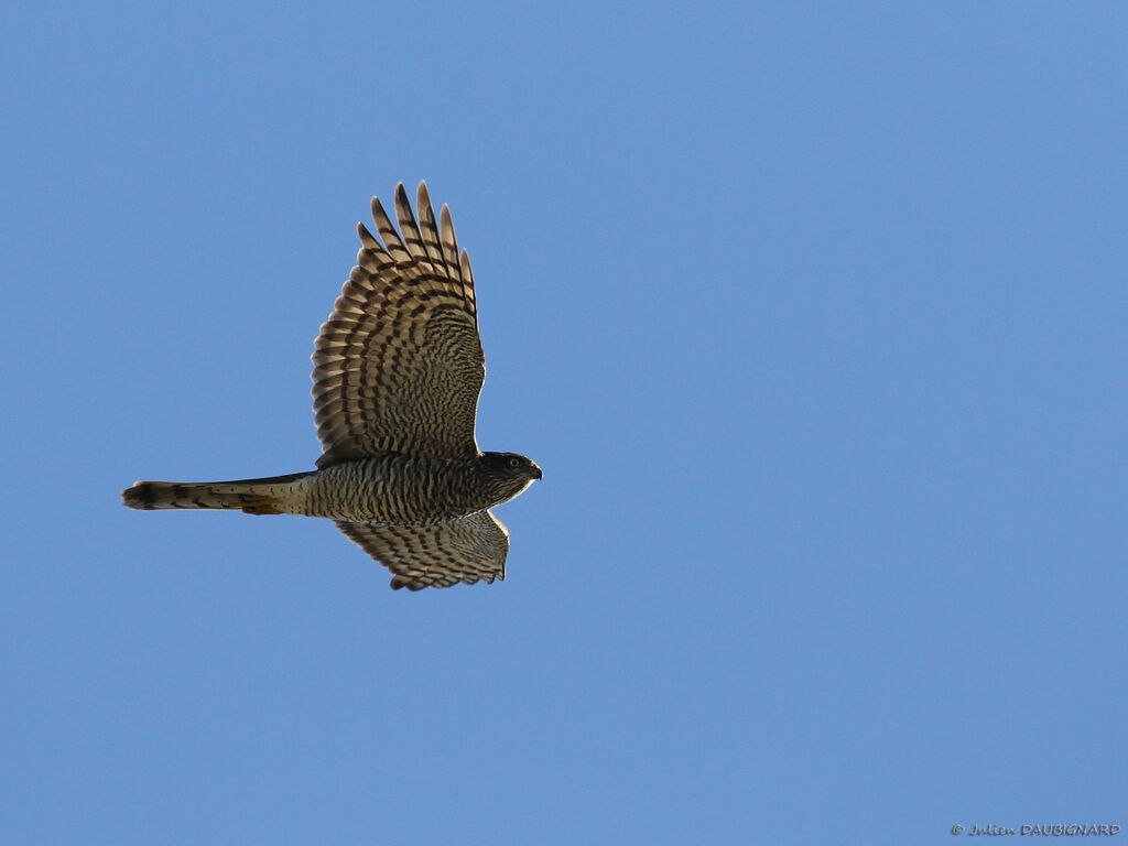 Eurasian Sparrowhawk, Flight