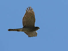 Eurasian Sparrowhawk