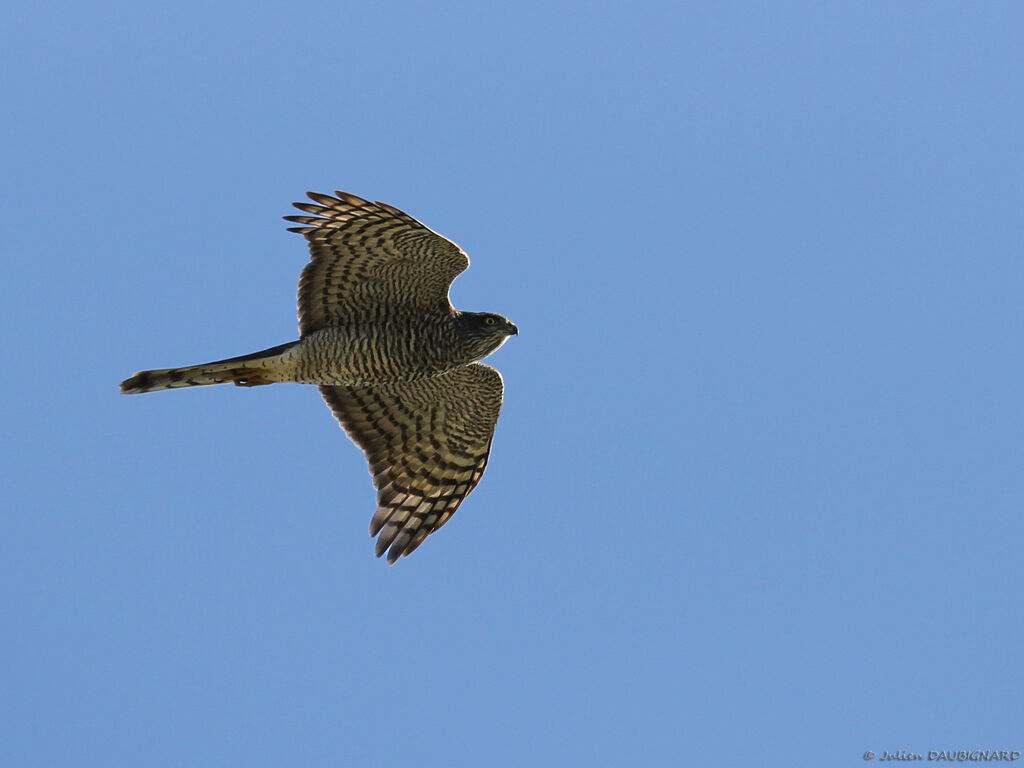 Eurasian Sparrowhawk, Flight