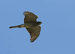 Eurasian Sparrowhawk